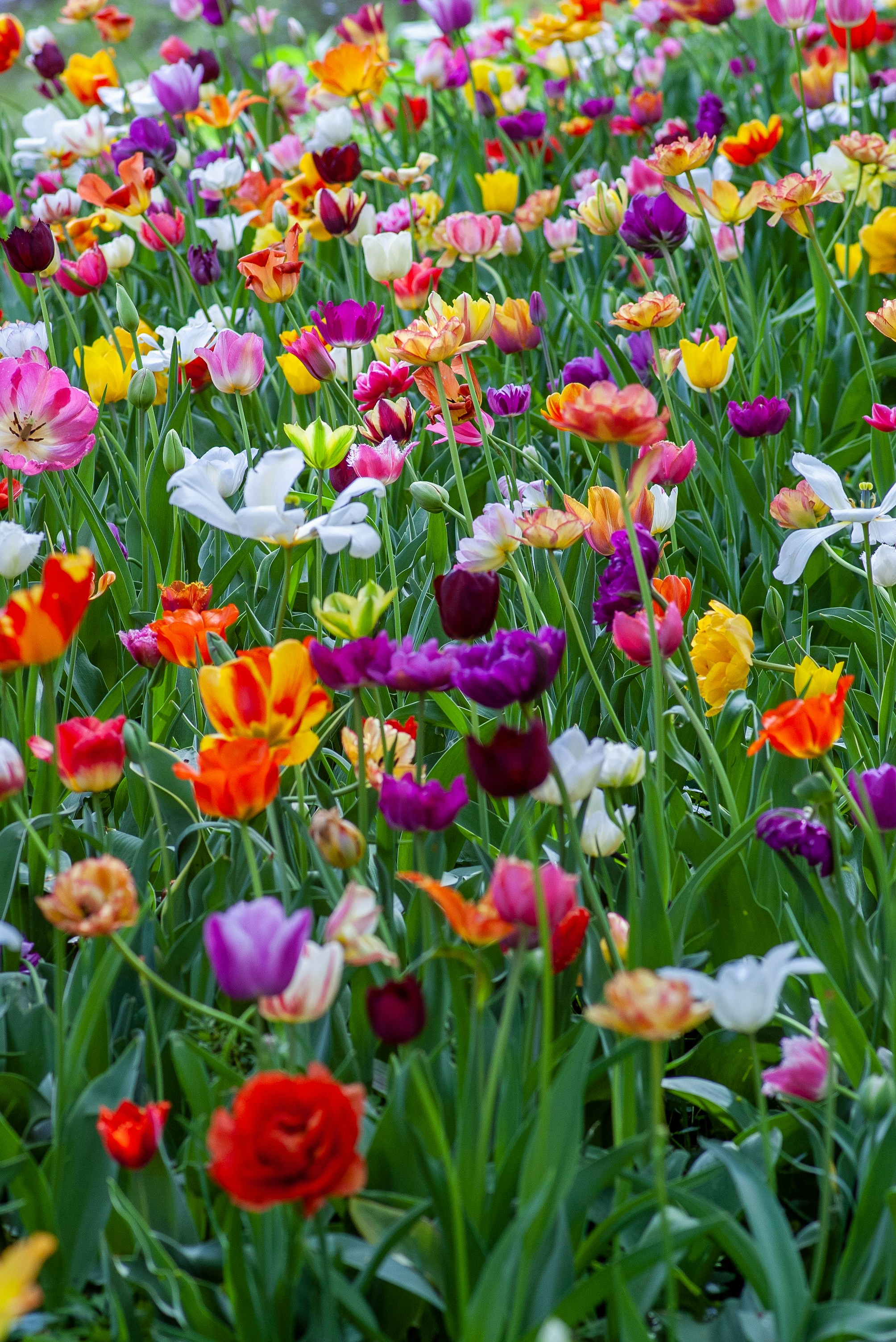 Spring flowers